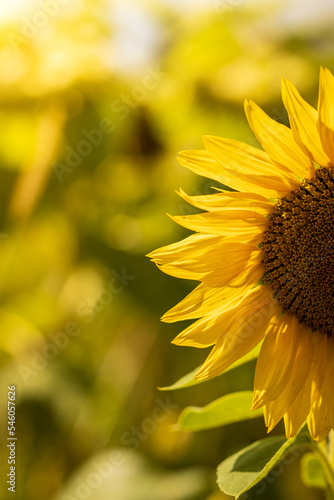 sunflower flowers in a field on a sunny day © Marcin C