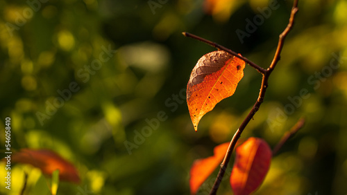 colorful autumn polish forests on a sunny day