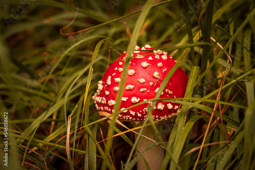 autumn mushrooms in polish forests © Marcin C
