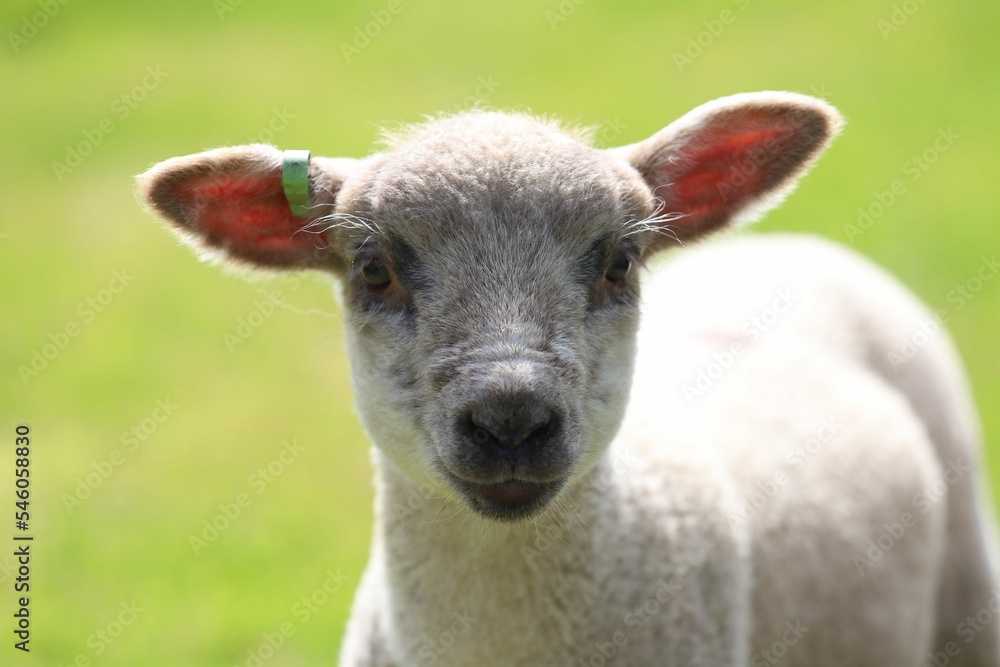 A young Shropshire sheep standing on a green grass