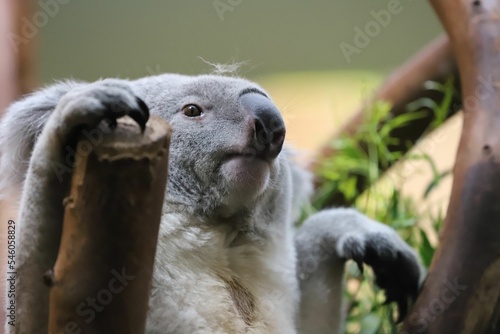 Photography A beautiful koala sitting on a tree in a park
