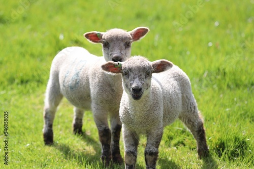 Two young Shropshire sheep standing on a green grass