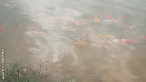 Slow motion of beautiful Koi fish (Cyprinus rubrofuscus) swimming in a water pond in a park photo