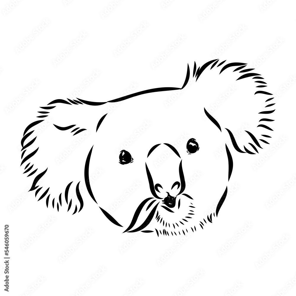 Koala bear animal on tree sketch engraving vector illustration. Scratch board style imitation. Black and white hand drawn image. Koala bear animal on tree sketch engraving vector illustration. Scratch board style imitation. Black and white hand drawn image.