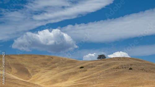 Natural landscape of Tejon ranch covered by dried grass with lonely tree in distance under blue sky