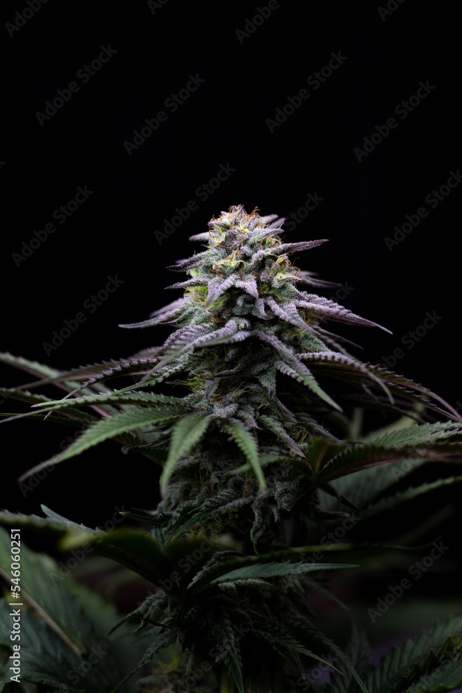 Cannabis Pflanze