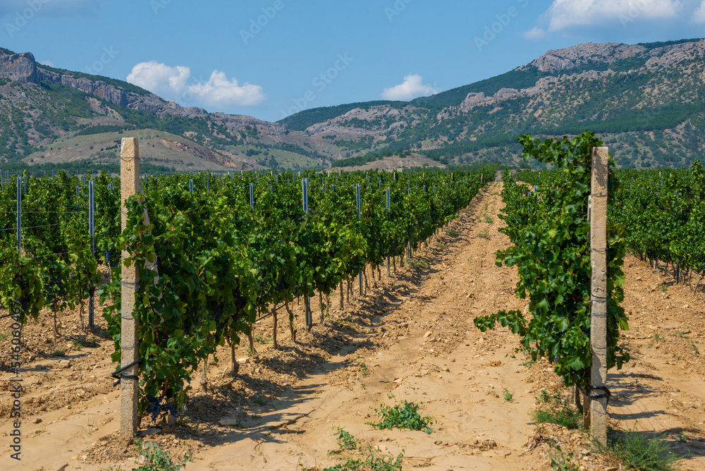 View of the Crimean mountains and vineyards