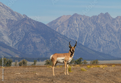 Pronghorn Buck in Grand Teton National Park Wyoming in Autumn