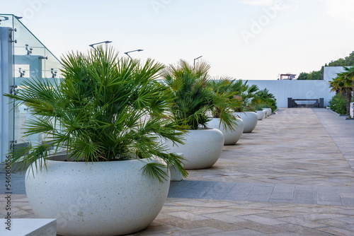 Palm trees in large white marble pots on the embankment in Yalta