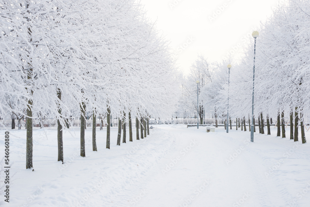 Fototapeta premium Winter landscape, trees in the snow