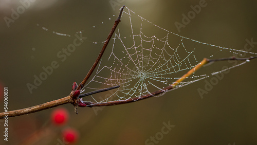 autumn spider web close-up