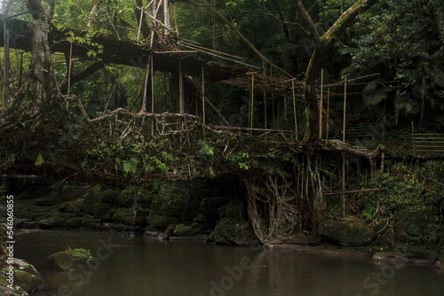 Living Root Bridge from Shillong, Meghalaya, India