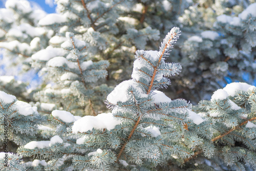 Close-up, tree branch in the snow