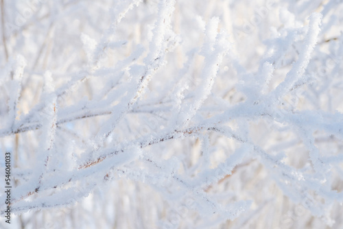 Winter landscape, bush in the snow