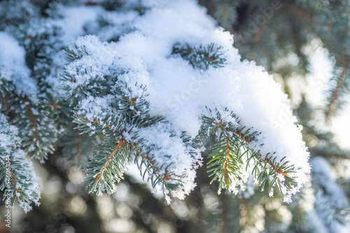 Fir tree branches in the snow
