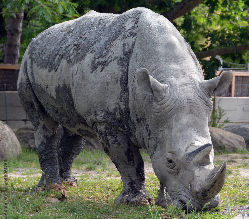 Obraz premium The white rhinoceros or square-lipped rhinoceros is the largest extant species of rhinoceros. It has a wide mouth used for grazing and is the most social of all rhino species