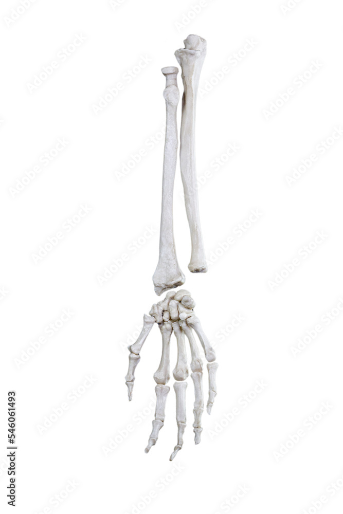 Skelette Hand