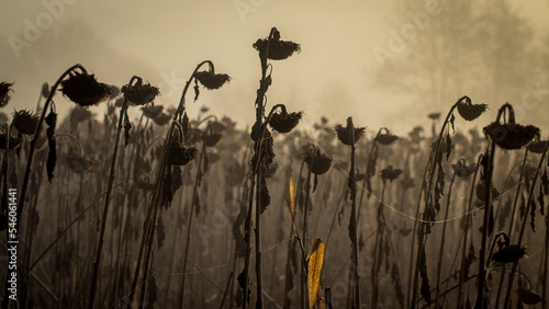 view of the morning withered sunflowers