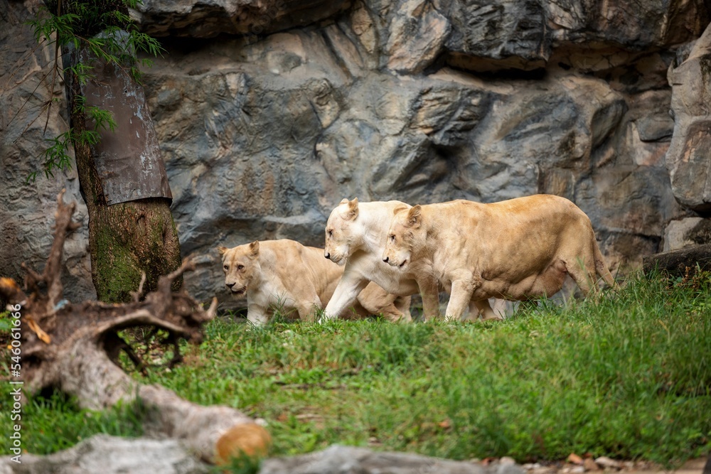 Female lions against a rocky wall in a zoo Female lions against a rocky wall in a zoo