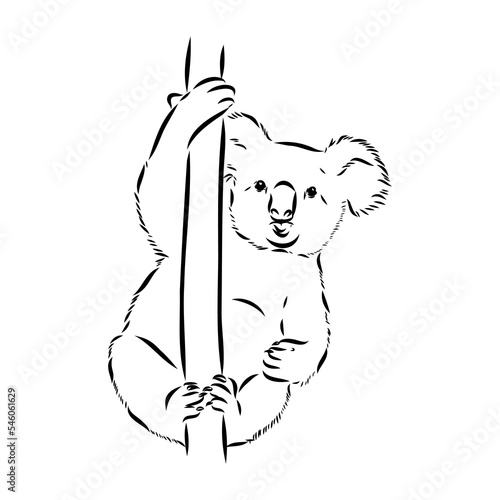 Koala bear animal on tree sketch engraving vector illustration. Scratch board style imitation. Black and white hand drawn image.