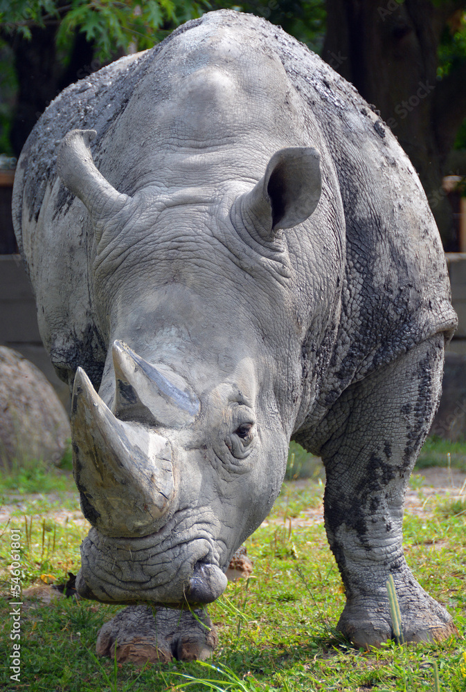 The white rhinoceros or square-lipped rhinoceros is the largest extant species of rhinoceros. It has a wide mouth used for grazing and is the most social of all rhino species The white rhinoceros or square-lipped rhinoceros is the largest extant species of rhinoceros. It has a wide mouth used for grazing and is the most social of all rhino species
