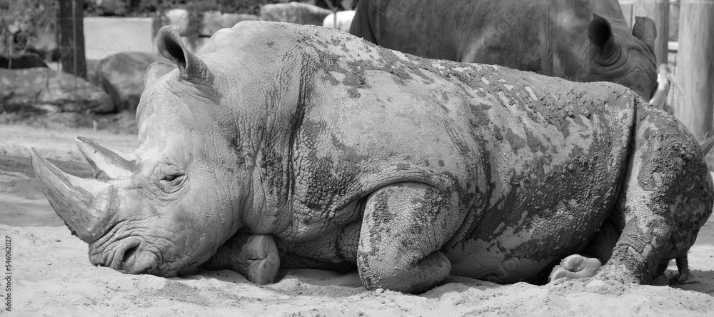 Fototapeta premium The white rhinoceros or square-lipped rhinoceros is the largest extant species of rhinoceros. It has a wide mouth used for grazing and is the most social of all rhino species