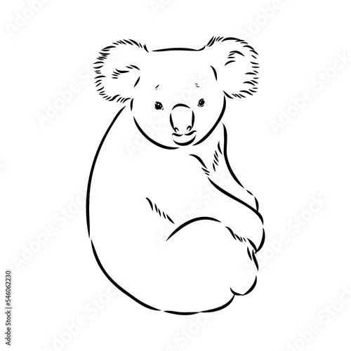 Koala bear animal on tree sketch engraving vector illustration. Scratch board style imitation. Black and white hand drawn image.