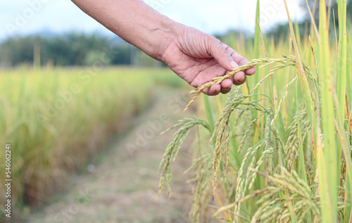 a farmer holding a grain of rice in a field