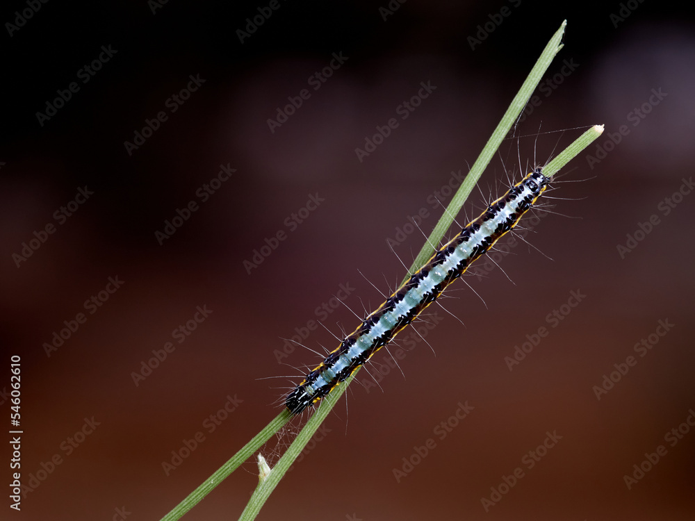 Fototapeta premium Wandering sunset moth. Family Crambidae. Uresiphita gilvata 