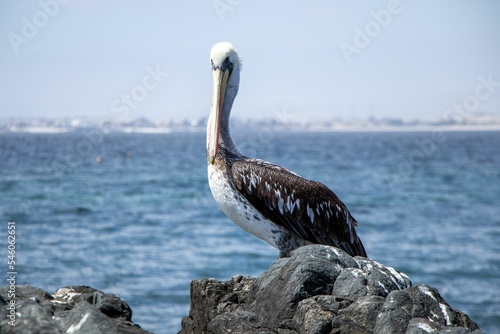 Pelicano en la playa sobre rocas en Bahia Inglesa, Chile