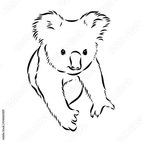Canvas Print Koala bear animal on tree sketch engraving vector illustration