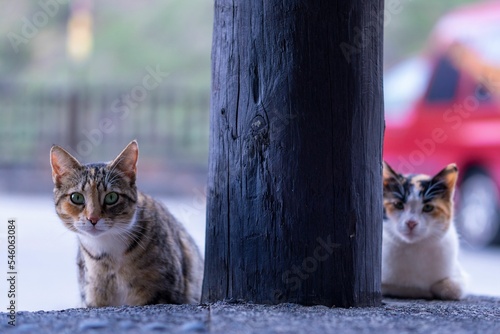 Curious cats in Guayadeque photo