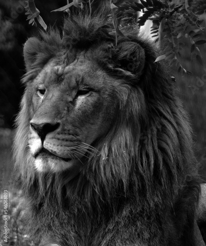 Lion is one of the four big cats in the genus Panthera  and a member of the family Felidae. With some males exceeding 250 kg  550 lb  in weight  it is the second-largest living cat after the tiger