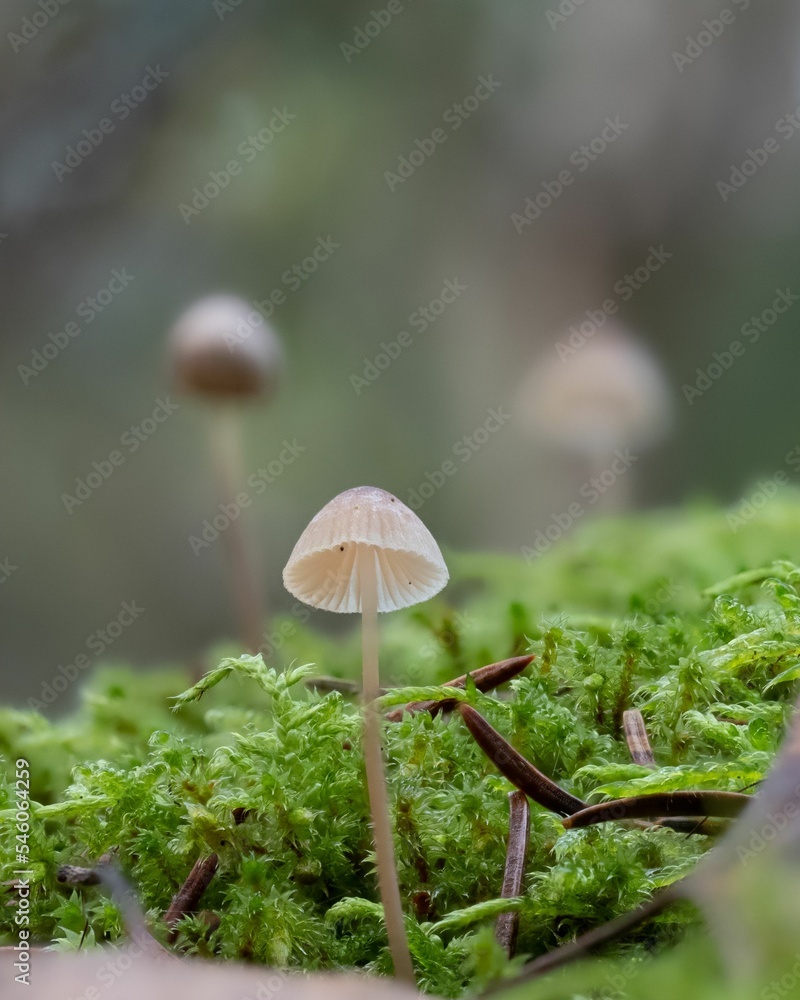 Selective focus of a Mycena galopus grown beside a plant in the field. Selective focus of a Mycena galopus grown beside a plant in the field.