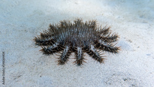 Foto Spiky crown-of-thorns starfish in the sea