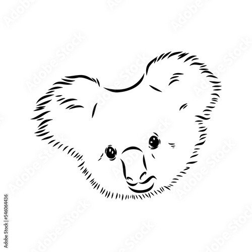 Koala bear animal on tree sketch engraving vector illustration. Scratch board style imitation. Black and white hand drawn image.