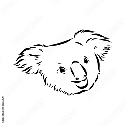 Koala bear animal on tree sketch engraving vector illustration. Scratch board style imitation. Black and white hand drawn image.
