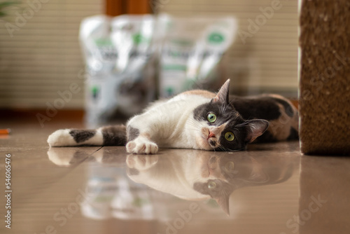 Foto Portrait of a funny cat with green eyes lying on the floor at home