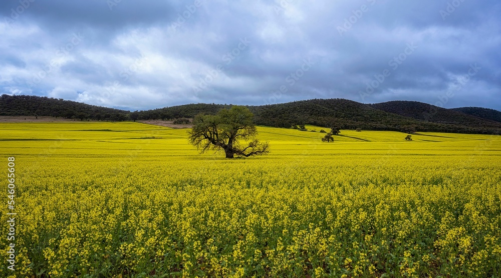 Beautiful landscape of a yellow rapeseed field
