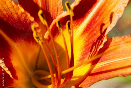 Closeup of a beautiful orange lily in a garden