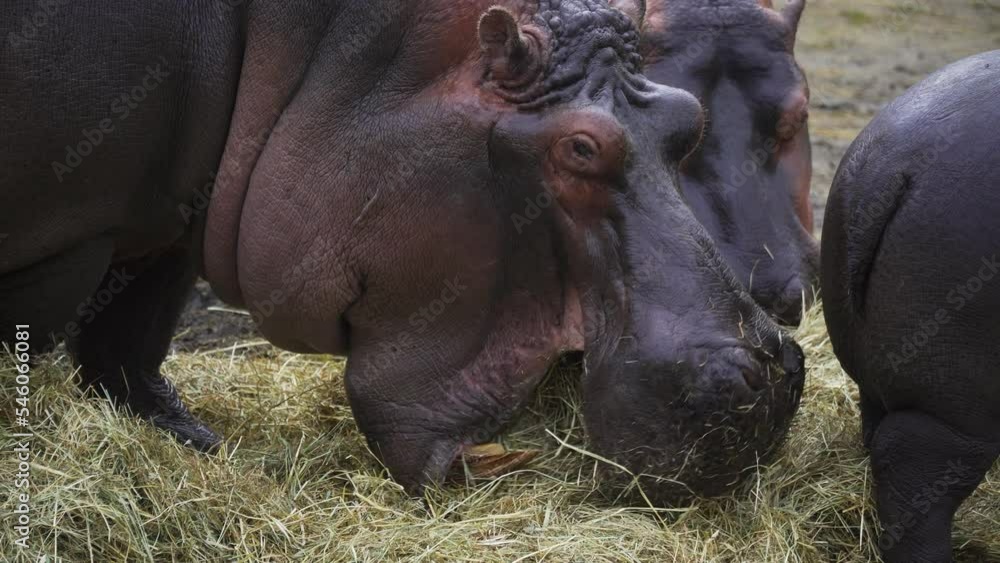 Gray hippopotamuses eating grass in the zoo Gray hippopotamuses eating grass in the zoo