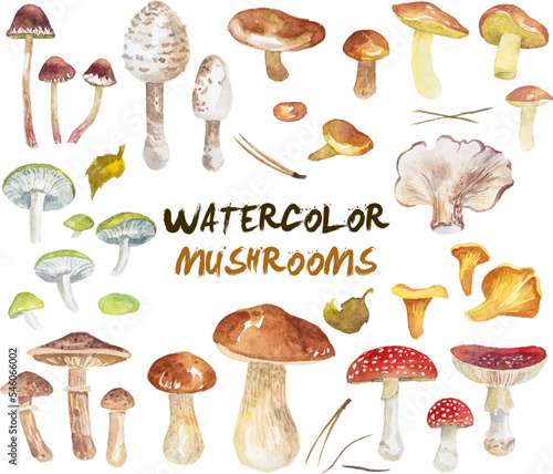 Watercolor autumn mushrooms isolated on white © Maxim Basinski