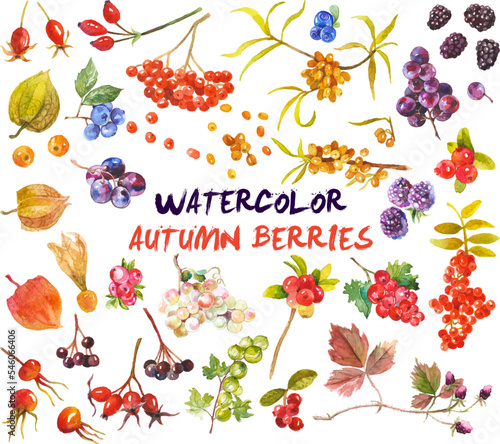 Watercolor berries isolated on white