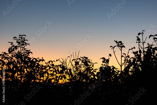 Silhouette of plants against a sunset sky