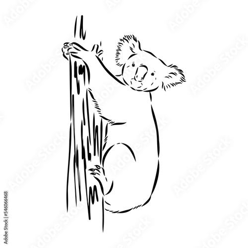 Koala bear animal on tree sketch engraving vector illustration. Scratch board style imitation. Black and white hand drawn image.