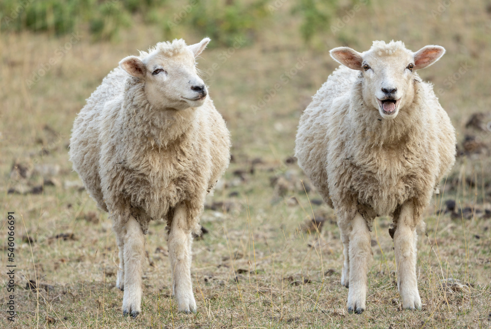 Two lambs standing next to each other outside, one appears to be laughing funny animal concept Two lambs standing next to each other outside, one appears to be laughing funny animal concept