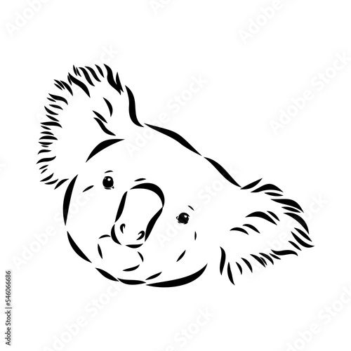 Koala bear animal on tree sketch engraving vector illustration. Scratch board style imitation. Black and white hand drawn image.