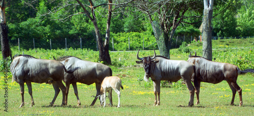 the wildebeest or wildebai, also called the gnu is an antelope of the genus Connochaetes. It is a hooved (ungulate) mammal. photo