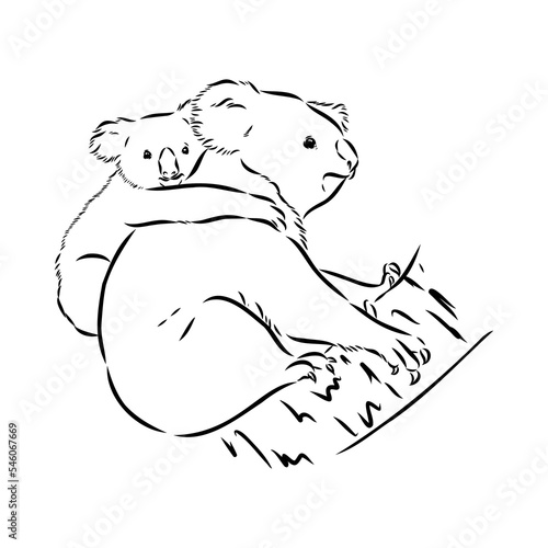 Koala bear animal on tree sketch engraving vector illustration. Scratch board style imitation. Black and white hand drawn image.