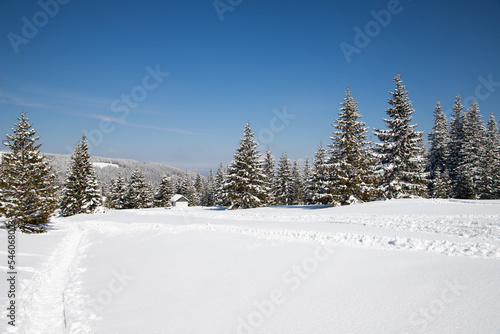 beautiful winter landscape with snowy fir trees